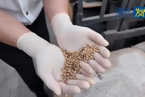 申报为大豆，如皋海关在一集装箱中查获约6吨沙土